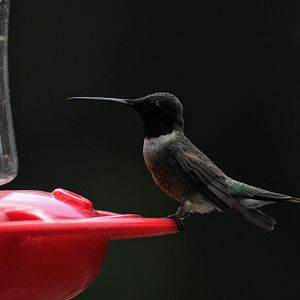 Black-chinned Hummingbird