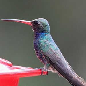 Broad-billed Hummingbird