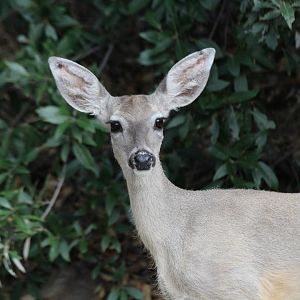 Coues White-tailed Deer