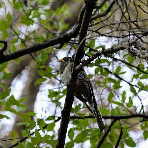 Elegant Trogon (female)