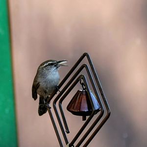 Bewick's Wren