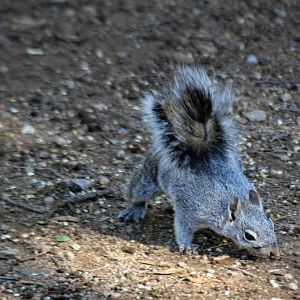 Arizona Gray Squirrel