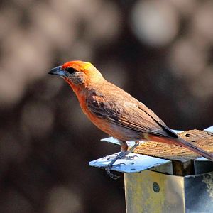 Hepatic Tanager