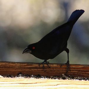 Bronzed Cowbird