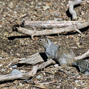 Rock Squirrel