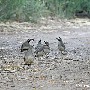 gambels quail family