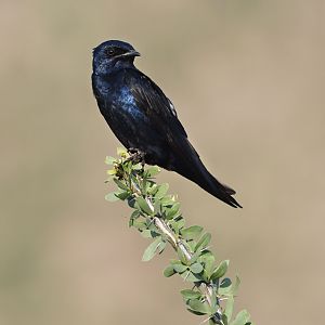 purple martin (male)