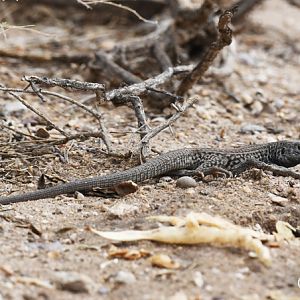 sonoran spotted lizard