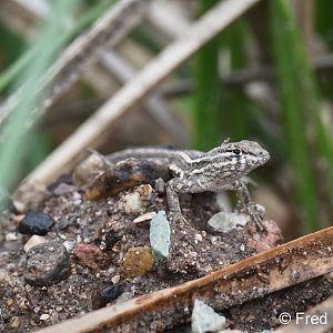 southwest fence lizard