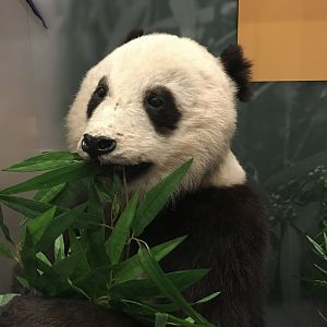 Giant panda @National museum of Scotland