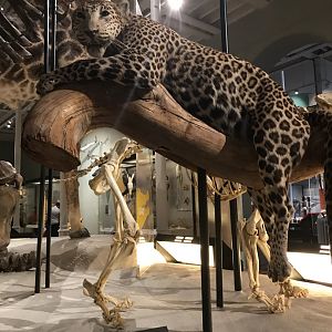 African Leopard @National museum of Scotland