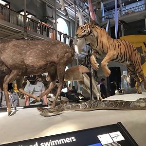 Tiger, python & deer @National museum of Scotland