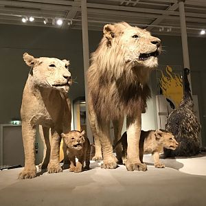 African lions @National museum of Scotland