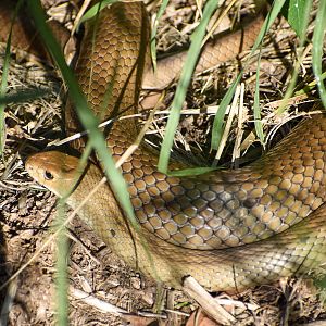 Eastern Brown Snake (Pseudonaja textilis)