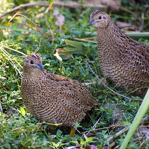Brown Quails (Synoicus ypsilophorus)