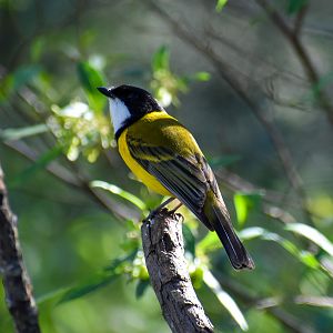 Australian Golden Whistler (Pachycephala pectoralis)