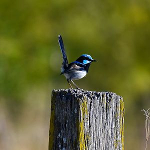 Superb Fairywren (Malurus cyaneus)