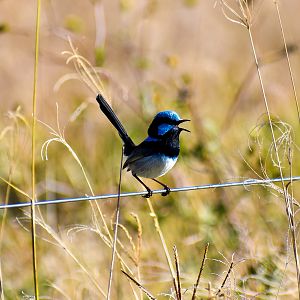Superb Fairywren (Malurus cyaneus)