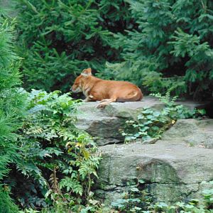 Dhole