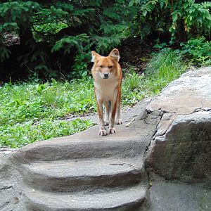 Dhole