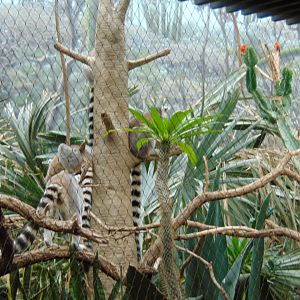 Ring Tailed Lemur