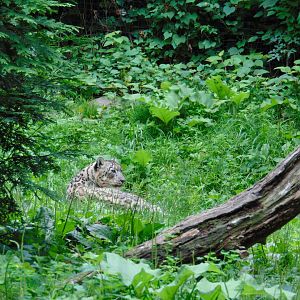 Snow Leopard