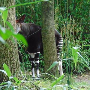 Okapi