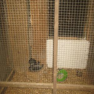 Enghave Dyre- og Naturpark - Petting stable - Chinchilla exhibit