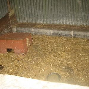 Enghave Dyre- og Naturpark - Petting stable - Guinea pig exhibit #1