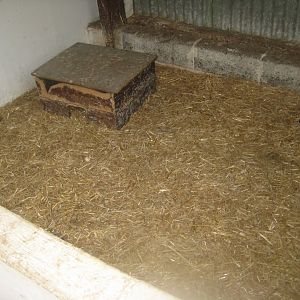 Enghave Dyre- og Naturpark - Petting stable - Guinea pig exhibit #2