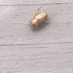 Beetle ID