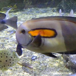 surgeonfish ID
