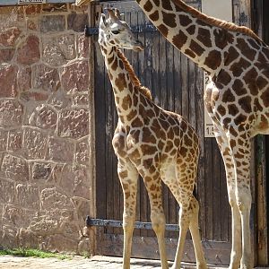 Young Rothschild's Giraffe