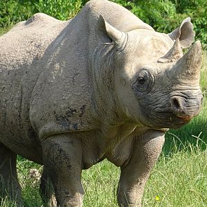 Eastern Black Rhinoceros (Diceros bicornis michaeli)