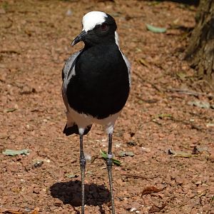 Blacksmith Plover (Vanellus armatus)