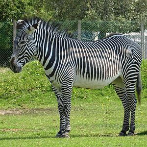 Grevy's Zebra (Equus Grevyi)