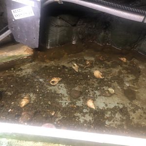 Logan fish pond - Shanny and plaice tank