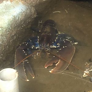 Logan fish pond - Lobster