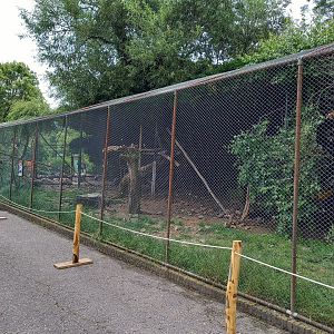 Vulture - Hornbill and Crow-aviary