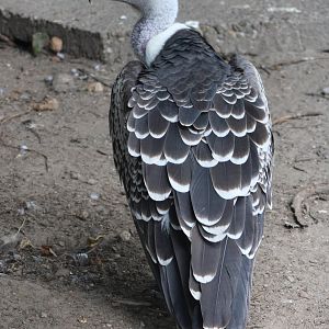 Rüppel's vulture