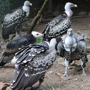 Rüppel's and White-headed vultures