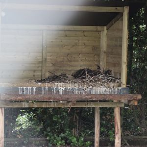 Vulture nestbox