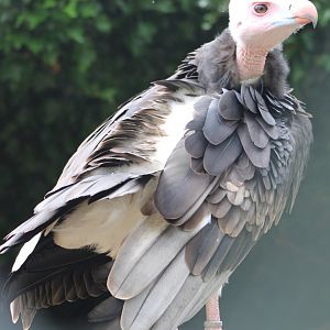 White-headed vulture