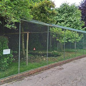 Oriental white stork aviary