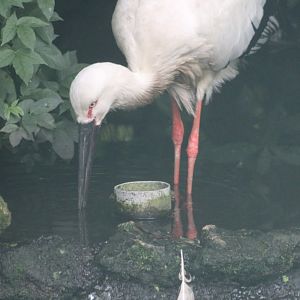 Oriental white stork