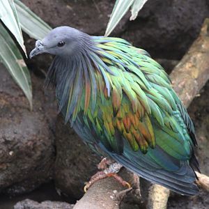 Nicobar pigeon