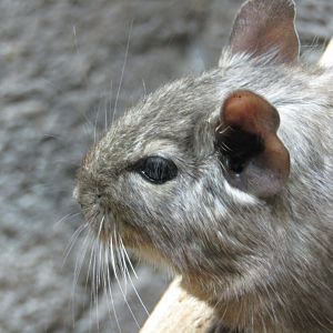 Common Degu