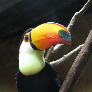 Toco Toucan