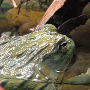African Bullfrog