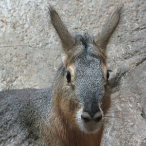 Patagonian Mara